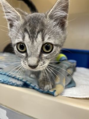 Petey, Baby Female Domestic Short Hair
