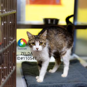 Pen 48 Zelda Domestic Short Hair Cat