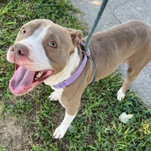 Popsicle, Adult Female American Staffordshire Terrier