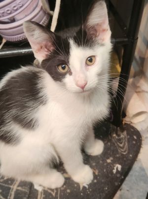 Sigurd, Baby Male Domestic Short Hair