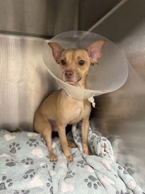 Rome, Adult Male Chihuahua