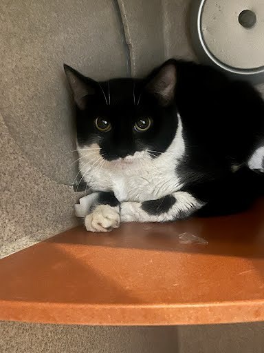 Macarena - Blue Collar Cat