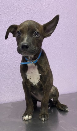 Quinoa*, Baby Female Mixed Breed