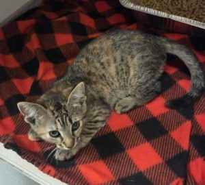 Specks, Baby Female Domestic Short Hair