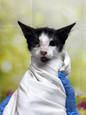 Berkeley Beetle, Baby Male Domestic Short Hair