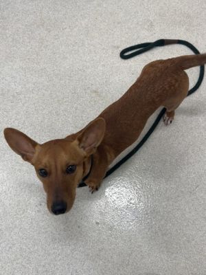 Elias, Adult Male Terrier