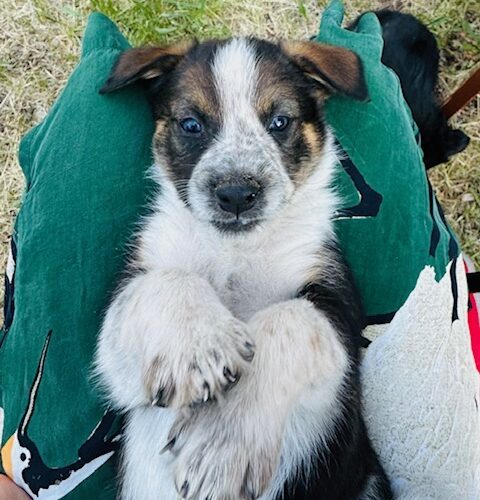 Antero