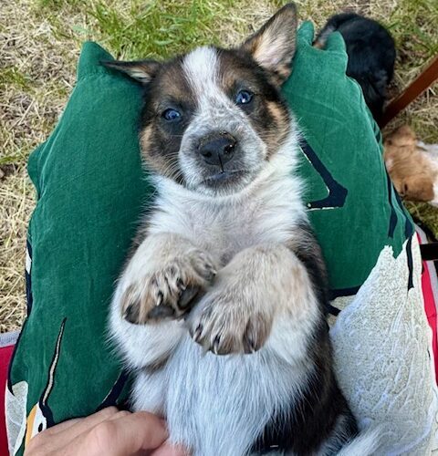 Antero