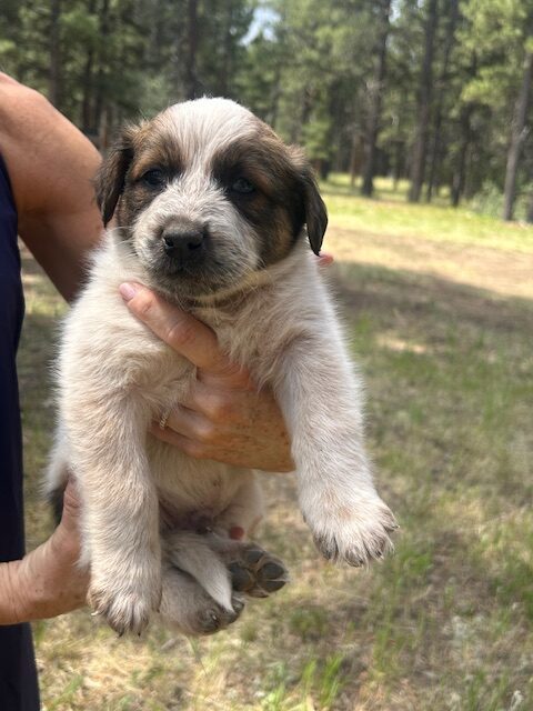 Elbert