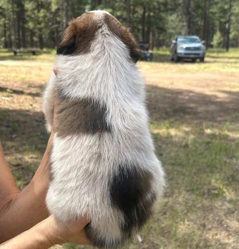 Elbert