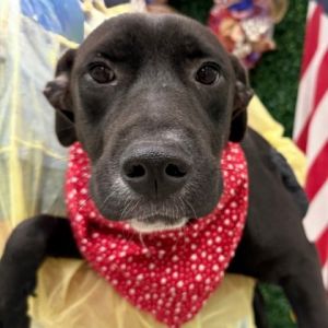 Shadow, Adult Female Terrier