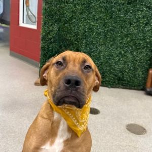 Sunny-Dew, Adult Male Black Mouth Cur