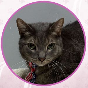 Tucker, Young Male Domestic Short Hair