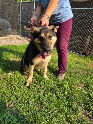 Jenna, Young Female German Shepherd Dog