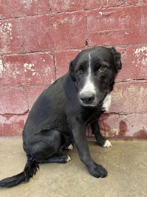 Dog available for adoption - (406) 683-8119