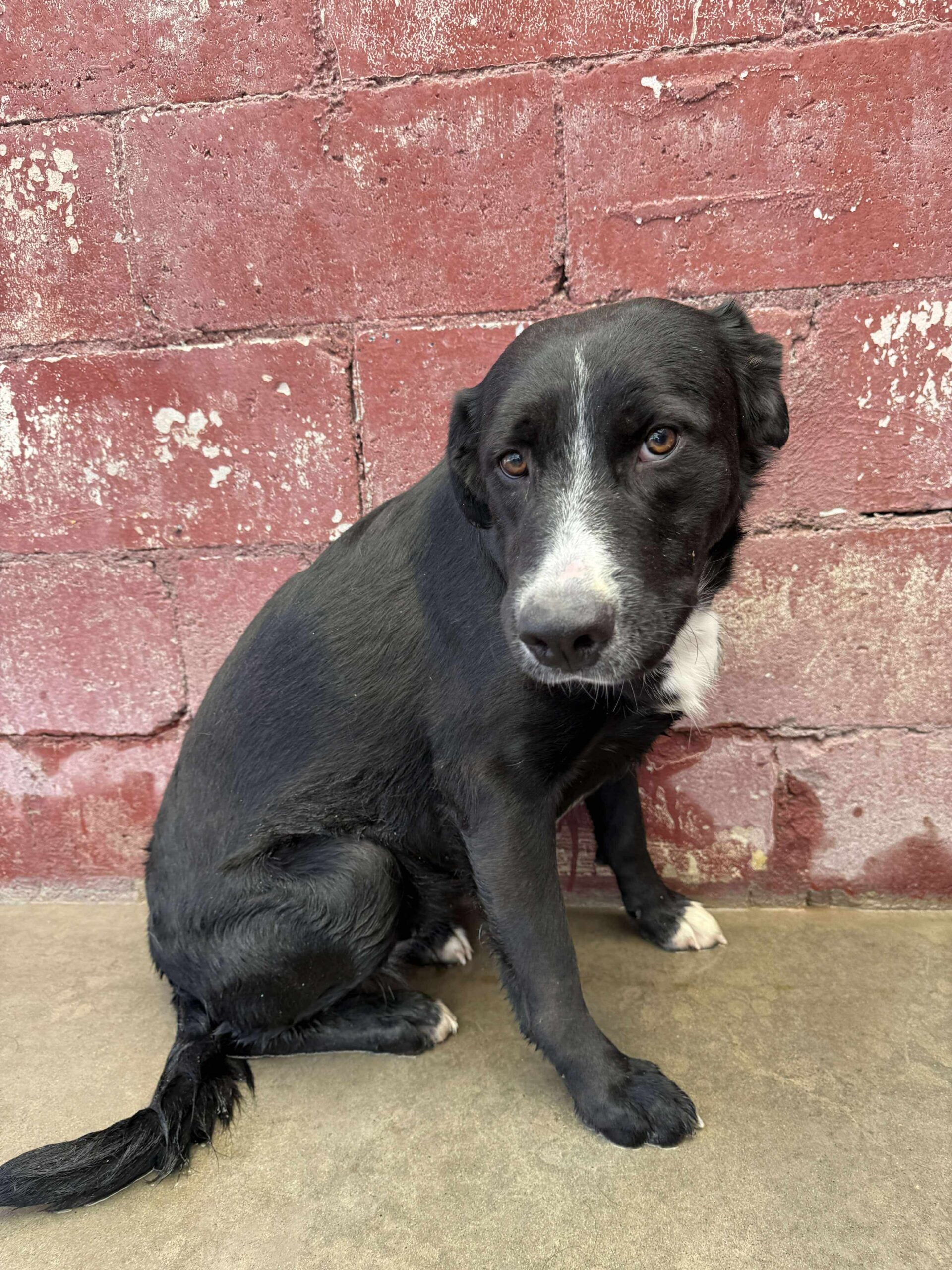 Callie, an adoptable Greater Swiss Mountain Dog, Mixed Breed in Dillon, MT, 59725 | Photo Image 1