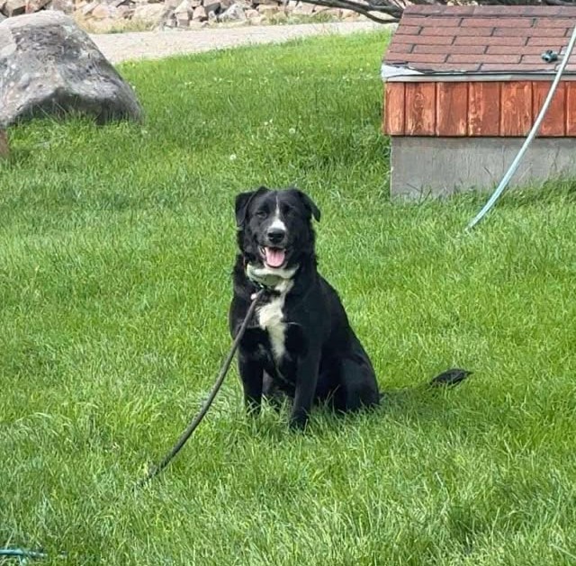 Callie, an adoptable Greater Swiss Mountain Dog, Mixed Breed in Dillon, MT, 59725 | Photo Image 1