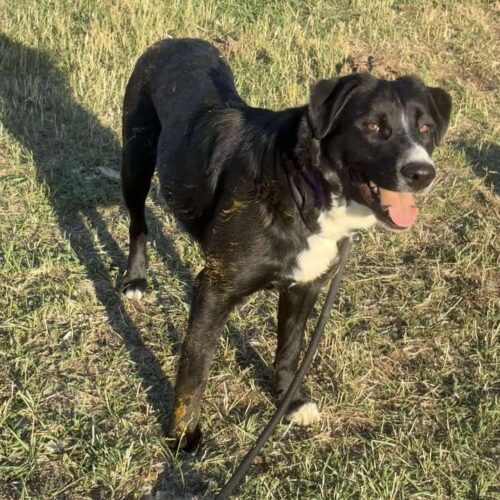Callie, an adoptable Greater Swiss Mountain Dog, Mixed Breed in Dillon, MT, 59725 | Photo Image 2