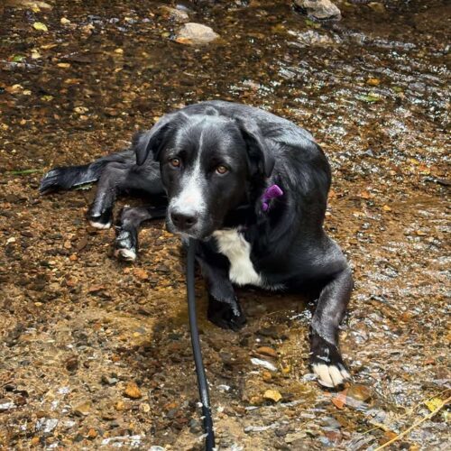Callie, an adoptable Greater Swiss Mountain Dog, Mixed Breed in Dillon, MT, 59725 | Photo Image 3