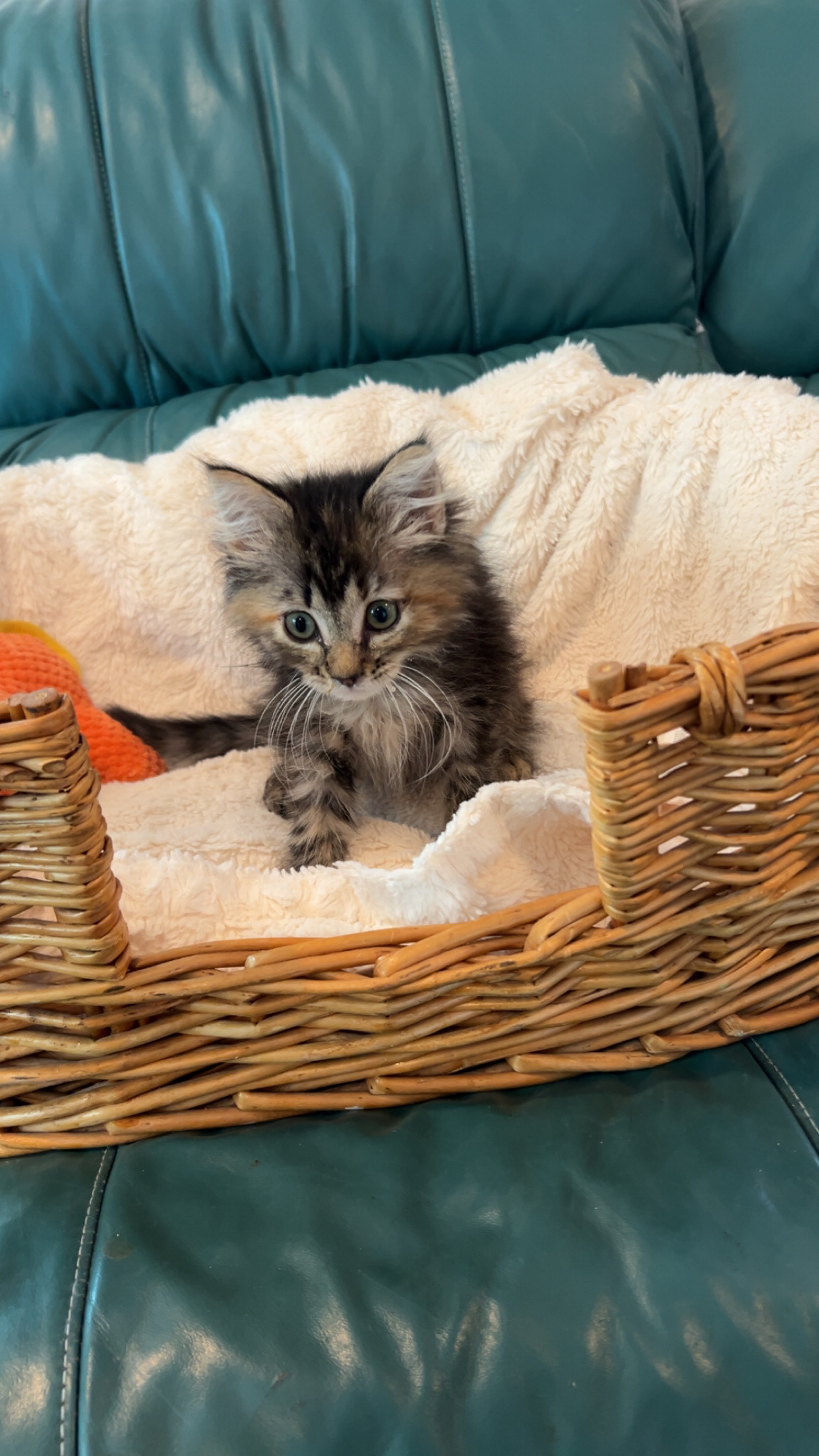 Syrena, an adoptable Domestic Long Hair in Dillon, MT, 59725 | Photo Image 1