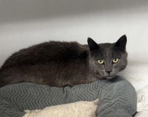 Cat available for adoption - (406) 683-8119