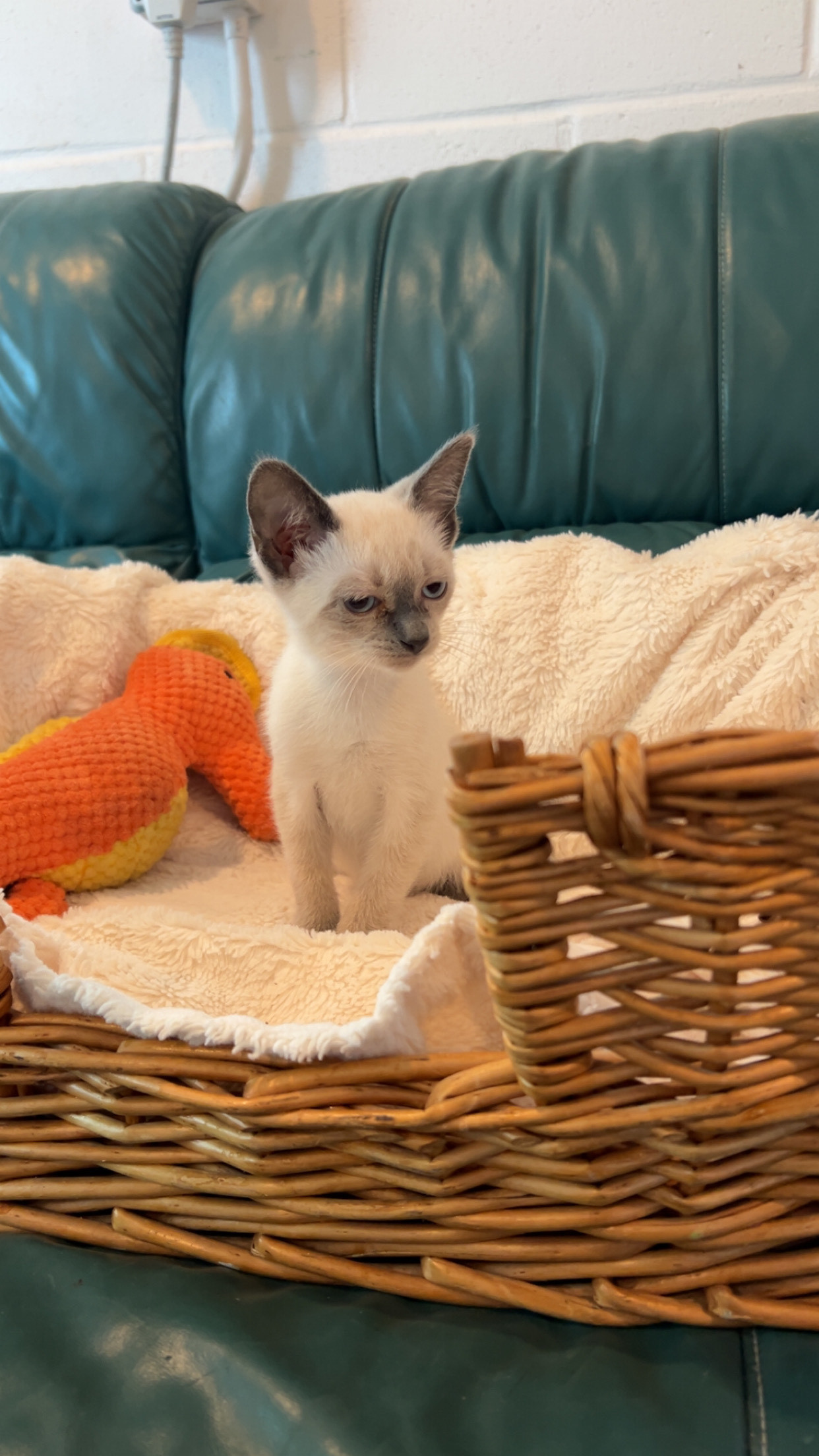 Parsnip, an adoptable Domestic Short Hair in Dillon, MT, 59725 | Photo Image 1