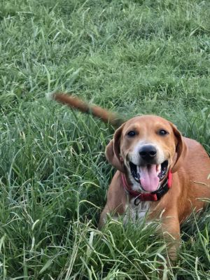 Oliver, Young Male Boxer
