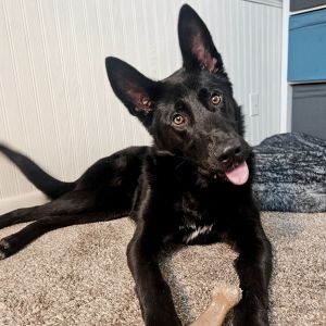 Apollo, Young Male German Shepherd Dog