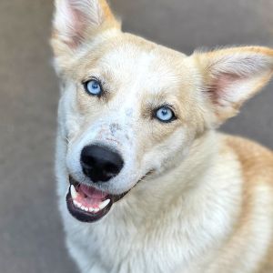 Minx, Young Female Siberian Husky