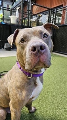 Noah Pit Bull Terrier Dog