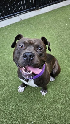 Asa, Adult Male Pit Bull Terrier