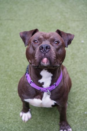 Asa Pit Bull Terrier Dog