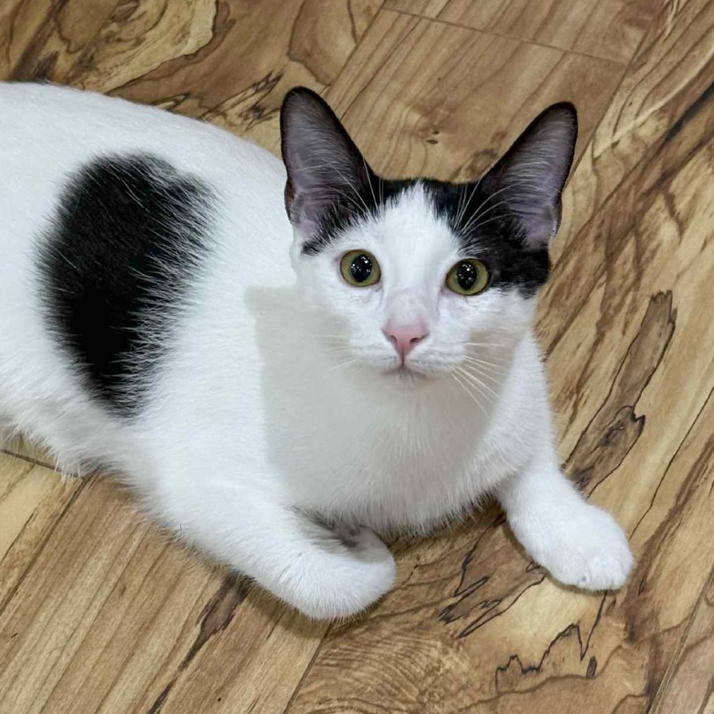 Eclair, an adoptable Domestic Short Hair in Wichita, KS, 67208 | Photo Image 1