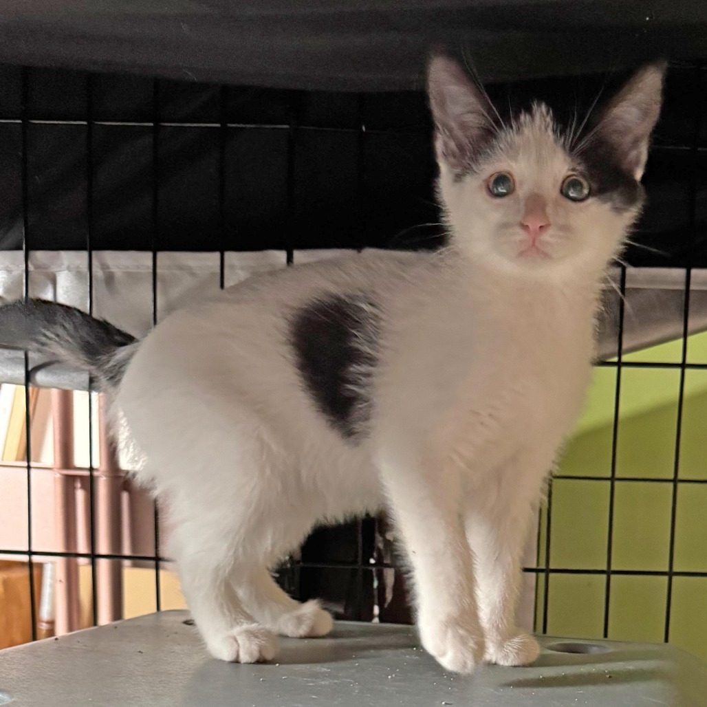 Eclair, an adoptable Domestic Short Hair in Wichita, KS, 67208 | Photo Image 2