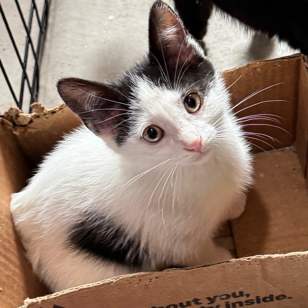 Eclair, an adoptable Domestic Short Hair in Wichita, KS, 67208 | Photo Image 3