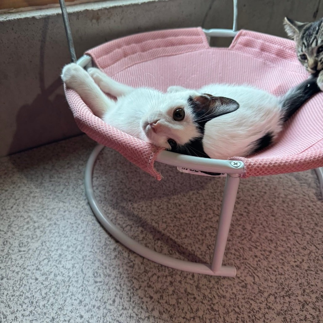 Eclair, an adoptable Domestic Short Hair in Wichita, KS, 67208 | Photo Image 4