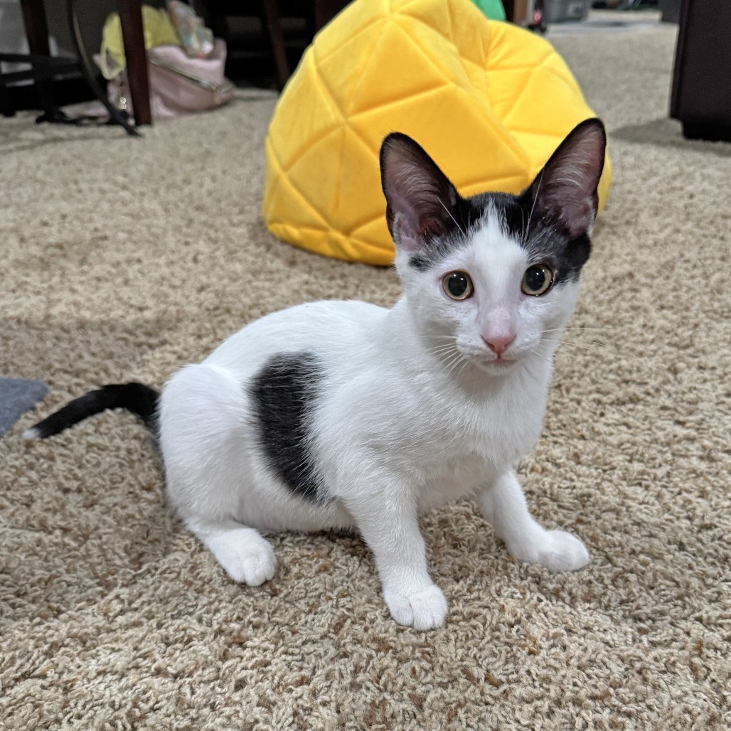 Eclair, an adoptable Domestic Short Hair in Wichita, KS, 67208 | Photo Image 5
