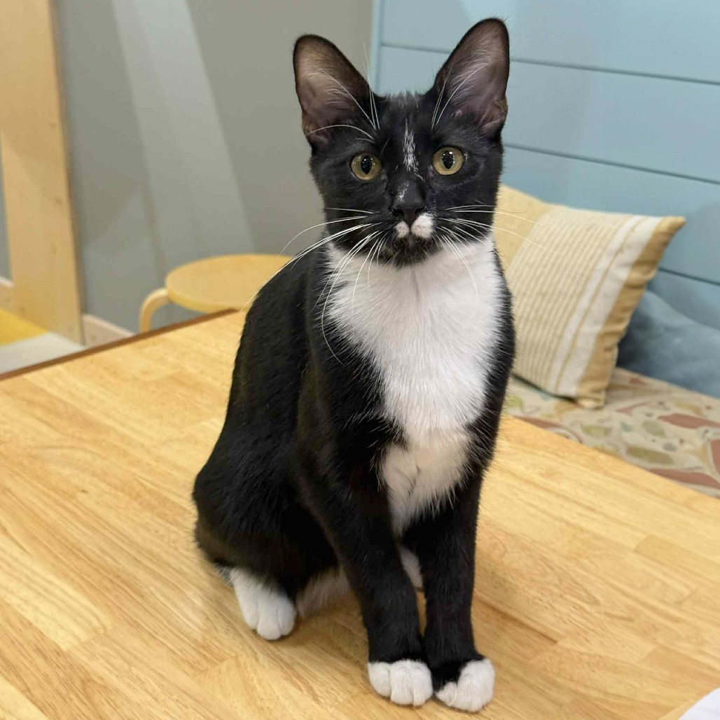 Boba, an adoptable Domestic Short Hair in Wichita, KS, 67208 | Photo Image 1