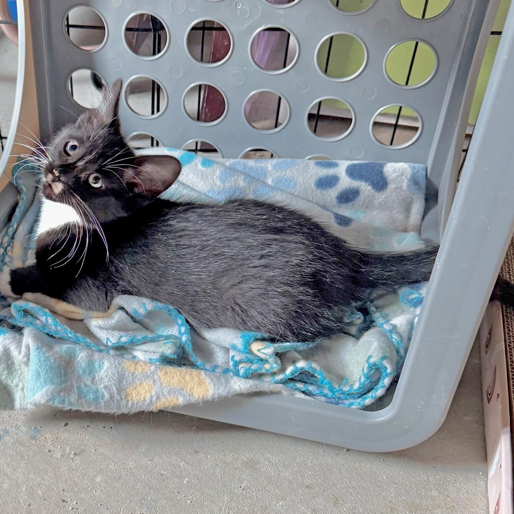 Boba, an adoptable Domestic Short Hair in Wichita, KS, 67208 | Photo Image 3