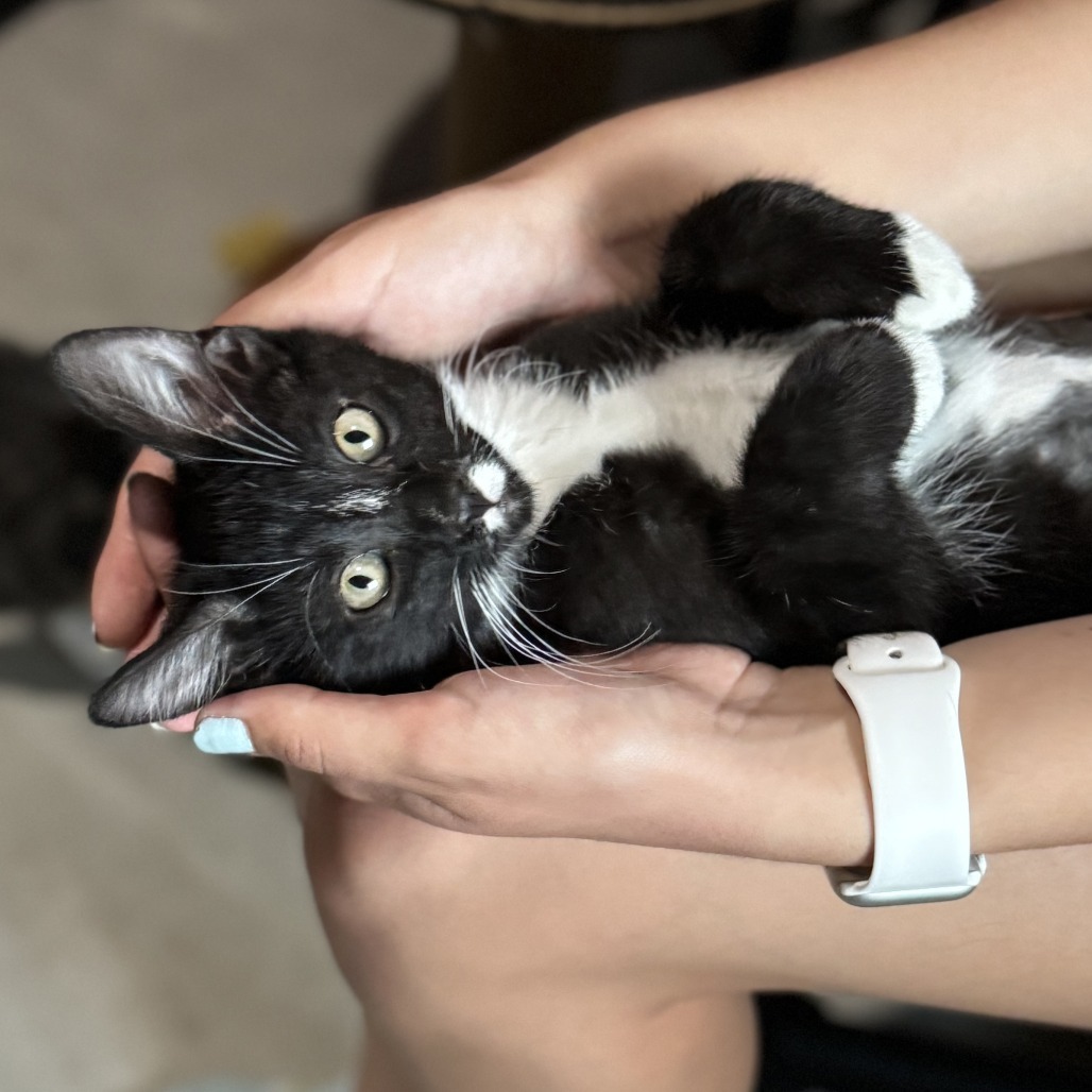 Boba, an adoptable Domestic Short Hair in Wichita, KS, 67208 | Photo Image 4