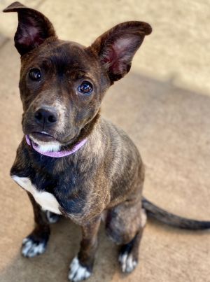 Nora, Young Female French Bulldog
