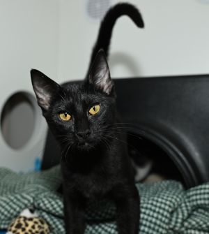 Saudita, Baby Female Domestic Short Hair