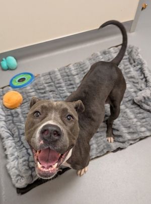What my friends at Seattle Humane say about me The folks here are still learning about me