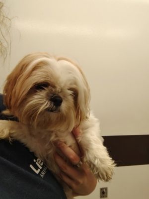Velcro baby, Adult Female Shih Tzu