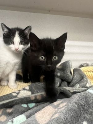 Birelle, Baby Male Domestic Short Hair