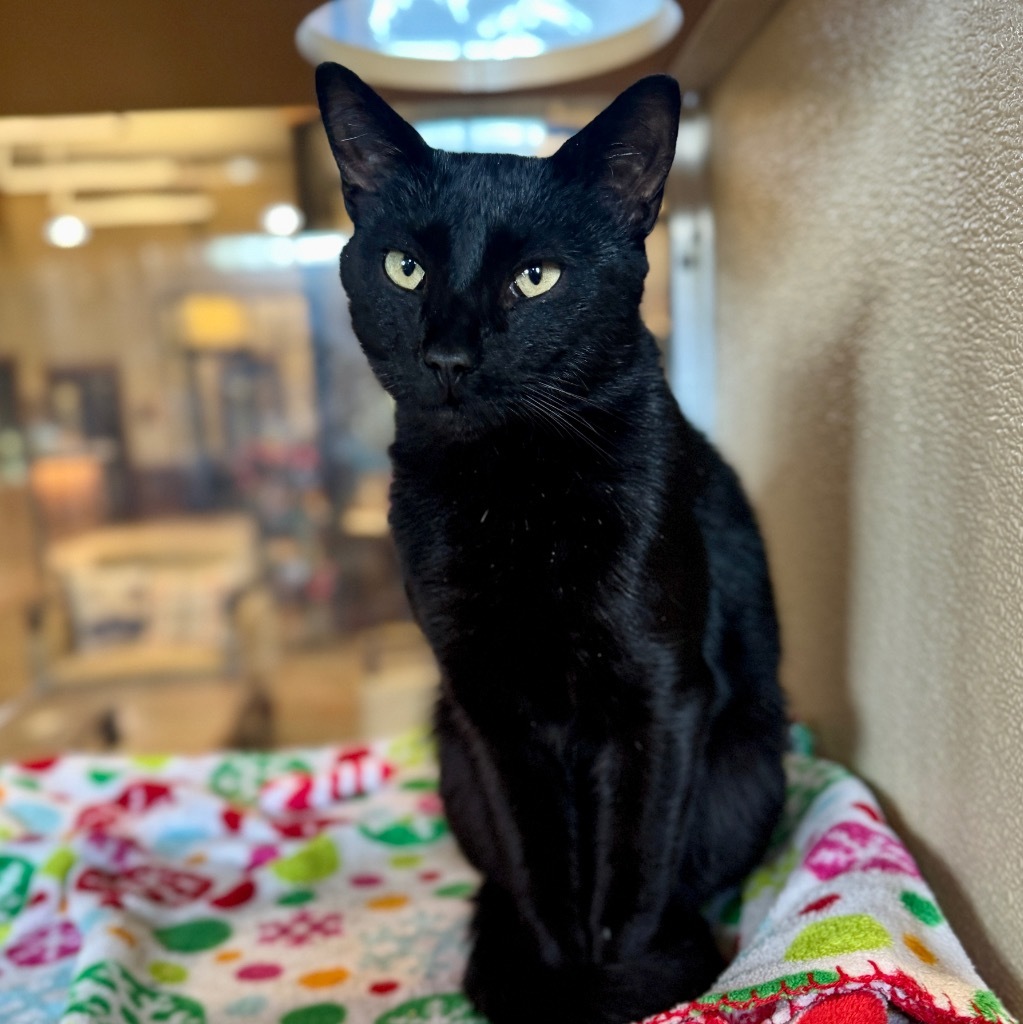 Pepper