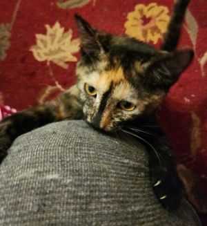 Marigold, Baby Female unknown