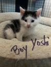 Yoshi photo 2