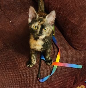 Azalea, Baby Female American Shorthair