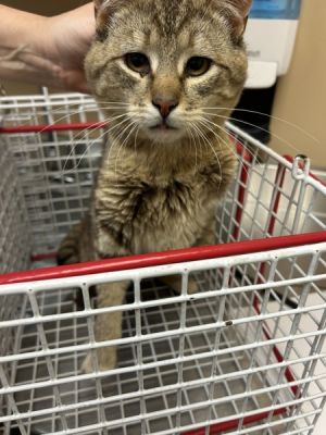 Primary Color Brown Tabby Weight 61875lbs